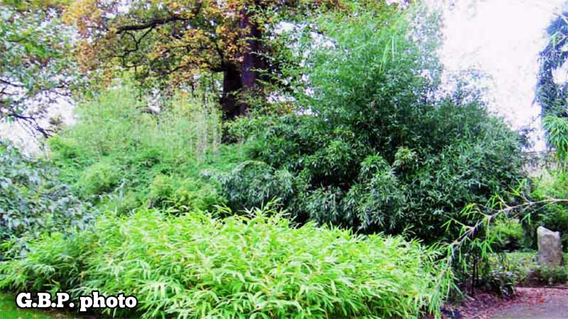 5 Best Evergreen Plants for Shade