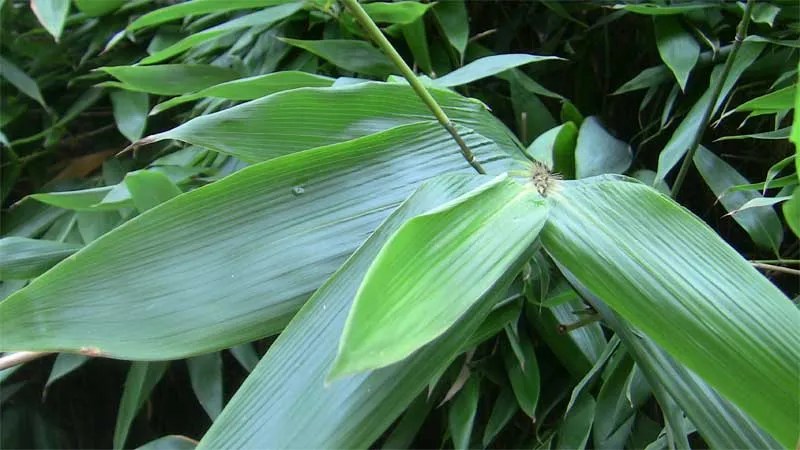 High Nitrogen Fertilisers for Bamboo
